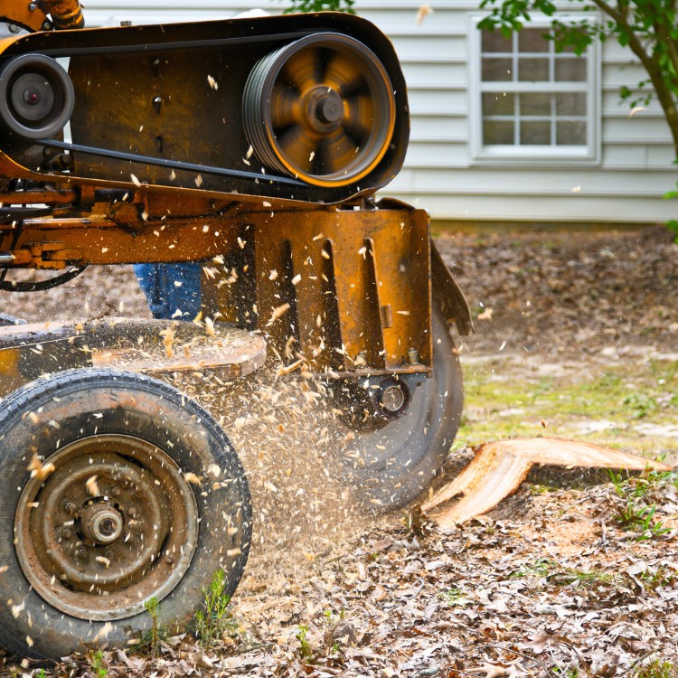 Tree care and landscaping in Fort Washington, MD
