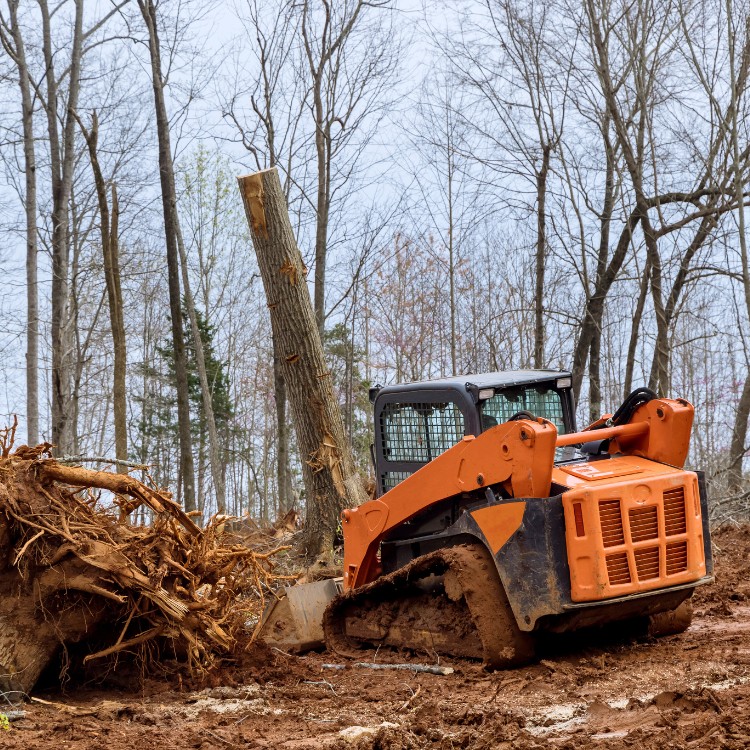 Tree care and landscaping in Fort Washington, MD