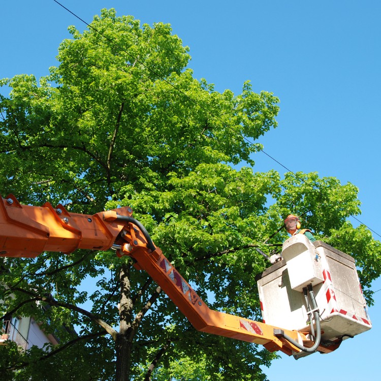 Tree care and landscaping in Fort Washington, MD