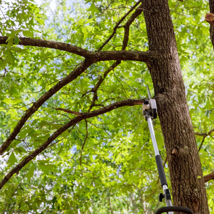 Tree care and landscaping in Fort Washington, MD