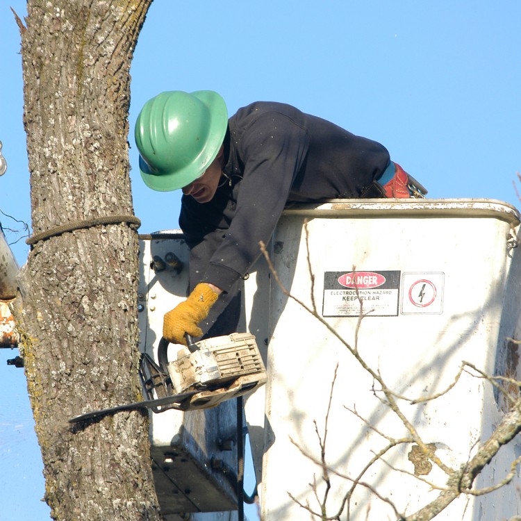 Tree care and landscaping in Fort Washington, MD