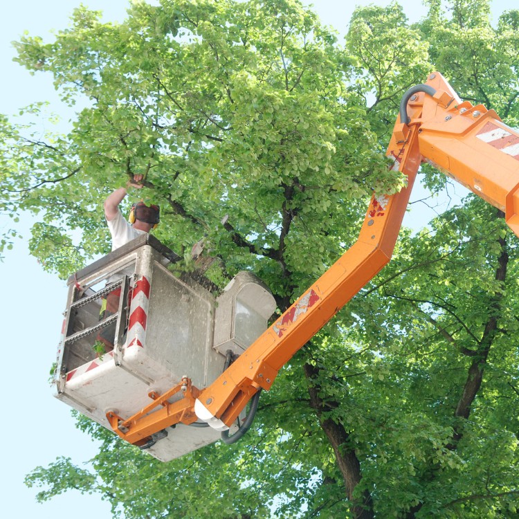 Tree care and landscaping in Fort Washington, MD