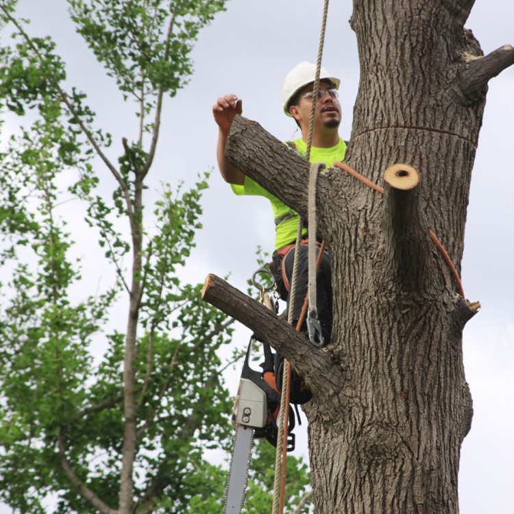 Tree care and landscaping in Fort Washington, MD