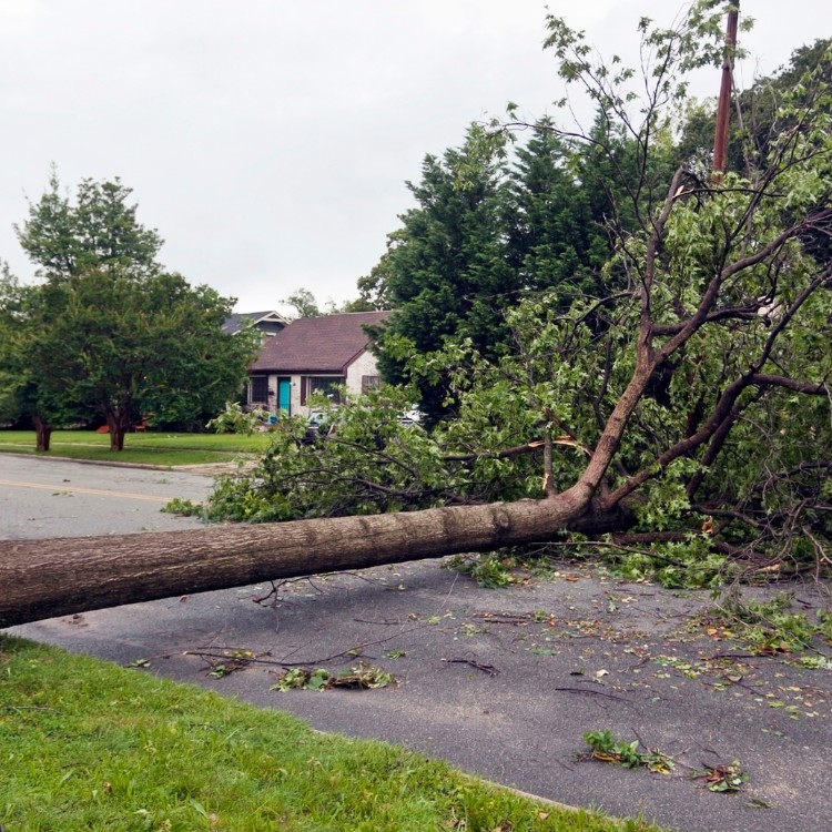 Tree care and landscaping in Fort Washington, MD